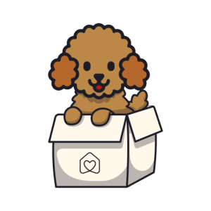 Poodle 3