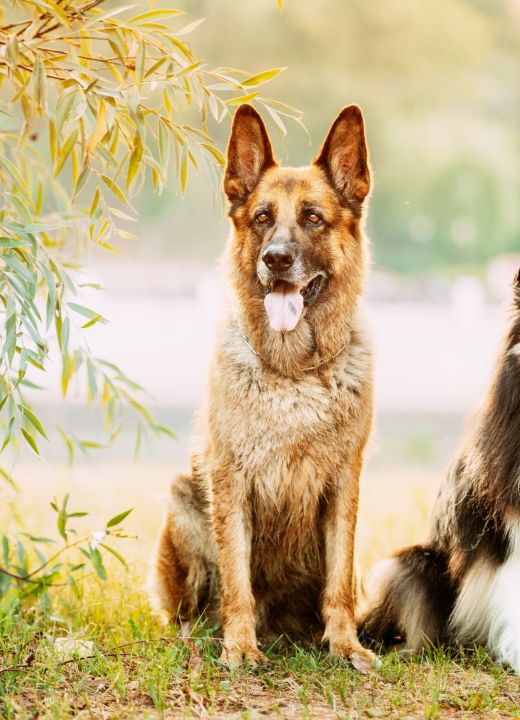 Alsatian Wolf Dog And Tricolor Rough Collie Sitiing Together In park. Funny Scottish Collie, Long-haired Collie, English Collie, Lassie Dog.