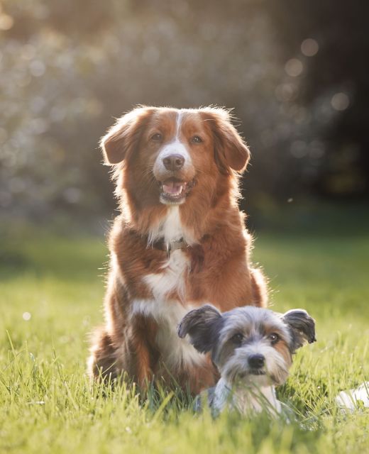 Two dog friends sitting together on meadow. Cute terrier and retriever on sunny summer day.